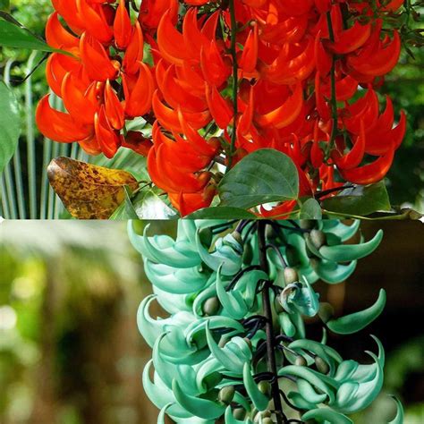 Jade Vine planterar information om odling av en Red Jade Vine